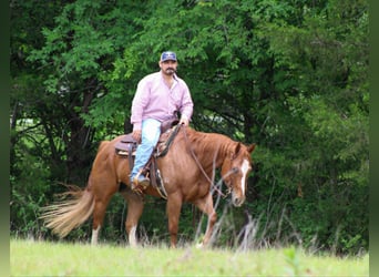 American Quarter Horse, Gelding, 11 years, 15 hh, Sorrel