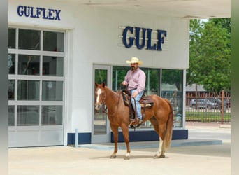 American Quarter Horse, Gelding, 11 years, 15 hh, Sorrel