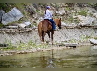 American Quarter Horse, Gelding, 11 years, 15 hh, Sorrel