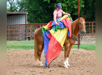 American Quarter Horse, Gelding, 11 years, 15 hh, Sorrel