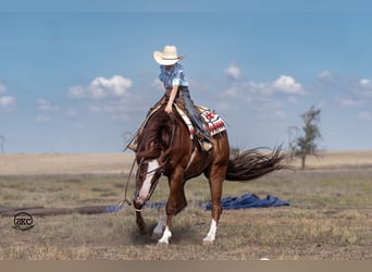 American Quarter Horse, Wallach, 11 Jahre, 15 hh, Rotfuchs