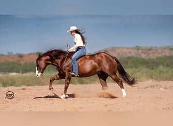 American Quarter Horse, Wallach, 11 Jahre, 15 hh, Rotfuchs