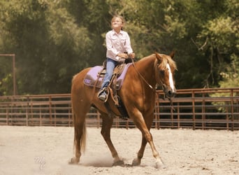 American Quarter Horse, Gelding, 11 years, 15 hh, Sorrel