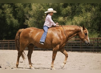 American Quarter Horse, Gelding, 11 years, 15 hh, Sorrel