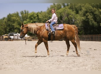 American Quarter Horse, Gelding, 11 years, 15 hh, Sorrel