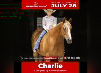 American Quarter Horse, Gelding, 11 years, 15 hh, Sorrel