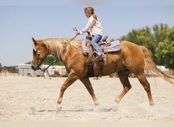 American Quarter Horse, Gelding, 11 years, 15 hh, Sorrel