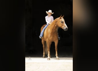 American Quarter Horse, Gelding, 11 years, 15 hh, Sorrel