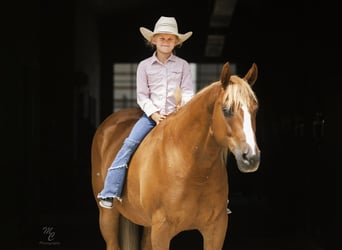 American Quarter Horse, Gelding, 11 years, 15 hh, Sorrel