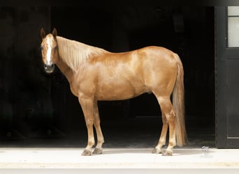 American Quarter Horse, Gelding, 11 years, 15 hh, Sorrel