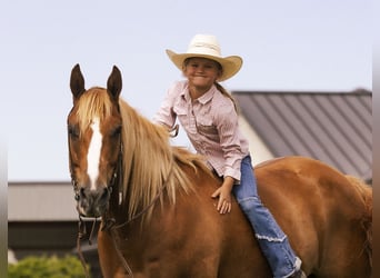 American Quarter Horse, Gelding, 11 years, 15 hh, Sorrel