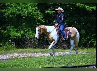 American Quarter Horse, Gelding, 11 years, 15 hh, Tobiano-all-colors