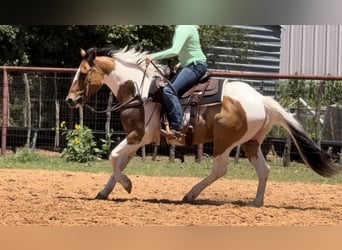 American Quarter Horse, Gelding, 11 years, 15 hh, Tobiano-all-colors