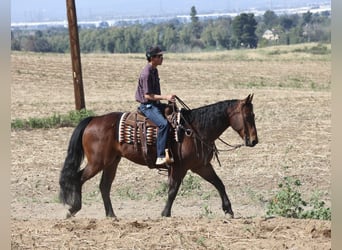 American Quarter Horse, Gelding, 11 years, 15,1 hh, Bay