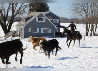 American Quarter Horse, Gelding, 11 years, 15,1 hh, Brown