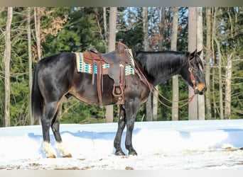 American Quarter Horse, Gelding, 11 years, 15,1 hh, Brown