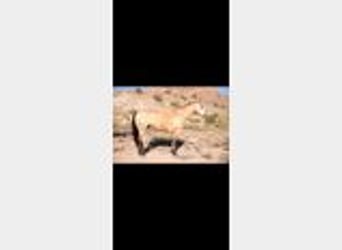 American Quarter Horse, Gelding, 11 years, 15,1 hh, Buckskin
