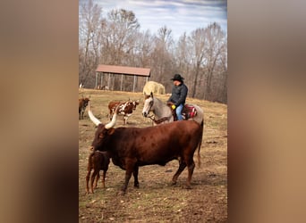 American Quarter Horse, Gelding, 11 years, 15,1 hh, Buckskin
