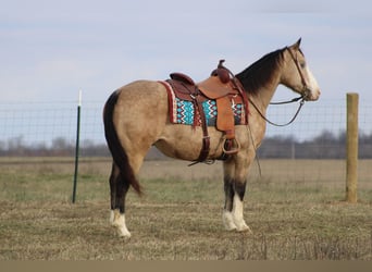 American Quarter Horse, Gelding, 11 years, 15,1 hh, Buckskin