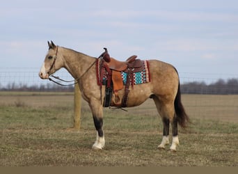 American Quarter Horse, Gelding, 11 years, 15,1 hh, Buckskin