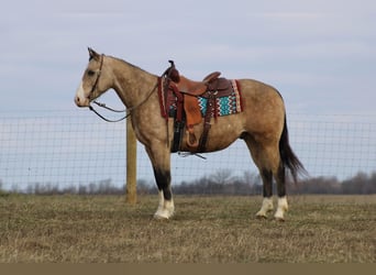 American Quarter Horse, Gelding, 11 years, 15,1 hh, Buckskin