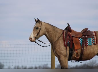 American Quarter Horse, Gelding, 11 years, 15,1 hh, Buckskin