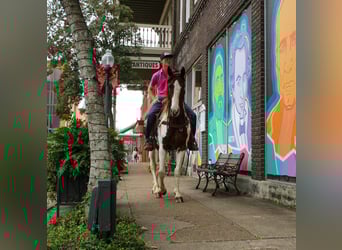 American Quarter Horse, Gelding, 11 years, 15,1 hh, Chestnut