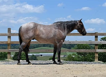 American Quarter Horse, Gelding, 11 years, 15,1 hh, Roan-Bay