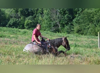 American Quarter Horse, Gelding, 11 years, 15,1 hh, Roan-Bay