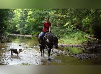 American Quarter Horse, Gelding, 11 years, 15,1 hh, Roan-Bay