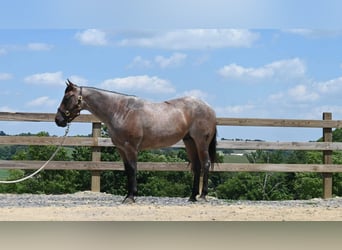 American Quarter Horse, Gelding, 11 years, 15,1 hh, Roan-Bay