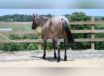 American Quarter Horse, Gelding, 11 years, 15,1 hh, Roan-Bay