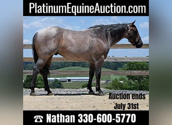 American Quarter Horse, Gelding, 11 years, 15,1 hh, Roan-Bay