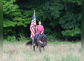American Quarter Horse, Gelding, 11 years, 15,1 hh, Roan-Bay