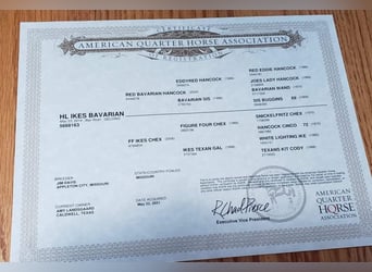 American Quarter Horse, Gelding, 11 years, 15,1 hh, Roan-Bay