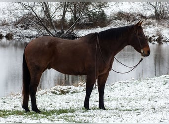 American Quarter Horse, Gelding, 11 years, 15,1 hh, Roan-Bay