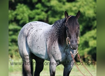 American Quarter Horse, Gelding, 11 years, 15,1 hh, Roan-Blue