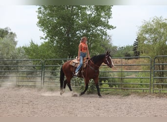 American Quarter Horse, Gelding, 11 years, 15,2 hh, Bay