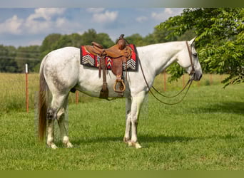 American Quarter Horse, Gelding, 11 years, 15,2 hh, Gray