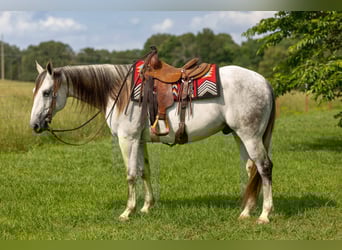 American Quarter Horse, Gelding, 11 years, 15,2 hh, Gray