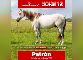 American Quarter Horse, Gelding, 11 years, 15,2 hh, Gray