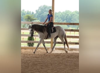 American Quarter Horse, Gelding, 11 years, 15,2 hh, Gray