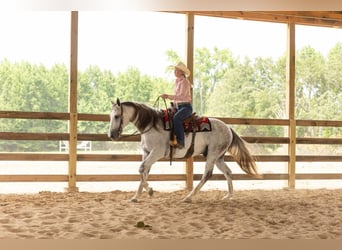 American Quarter Horse, Gelding, 11 years, 15,2 hh, Gray