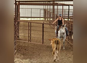 American Quarter Horse, Gelding, 11 years, 15,2 hh, Gray