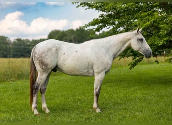 American Quarter Horse, Gelding, 11 years, 15,2 hh, Gray