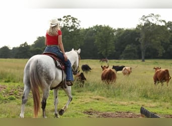 American Quarter Horse, Gelding, 11 years, 15,2 hh, Gray