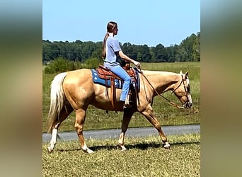 American Quarter Horse, Gelding, 11 years, 15,2 hh, Palomino