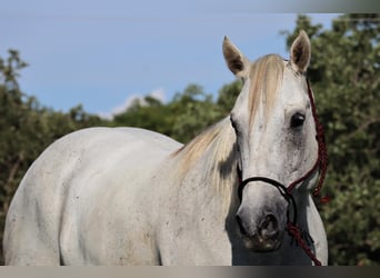 American Quarter Horse, Gelding, 11 years, 15,3 hh, Gray