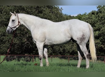 American Quarter Horse, Gelding, 11 years, 15,3 hh, Gray