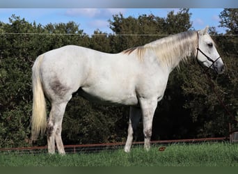 American Quarter Horse, Gelding, 11 years, 15,3 hh, Gray